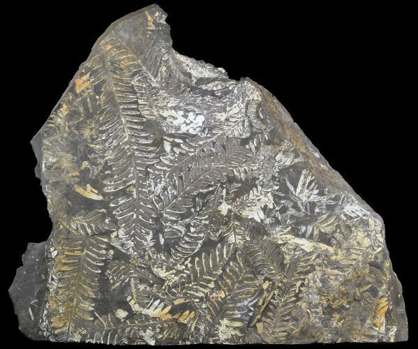 Wide Fossil Seed Fern Plate - Pennsylvania #51155